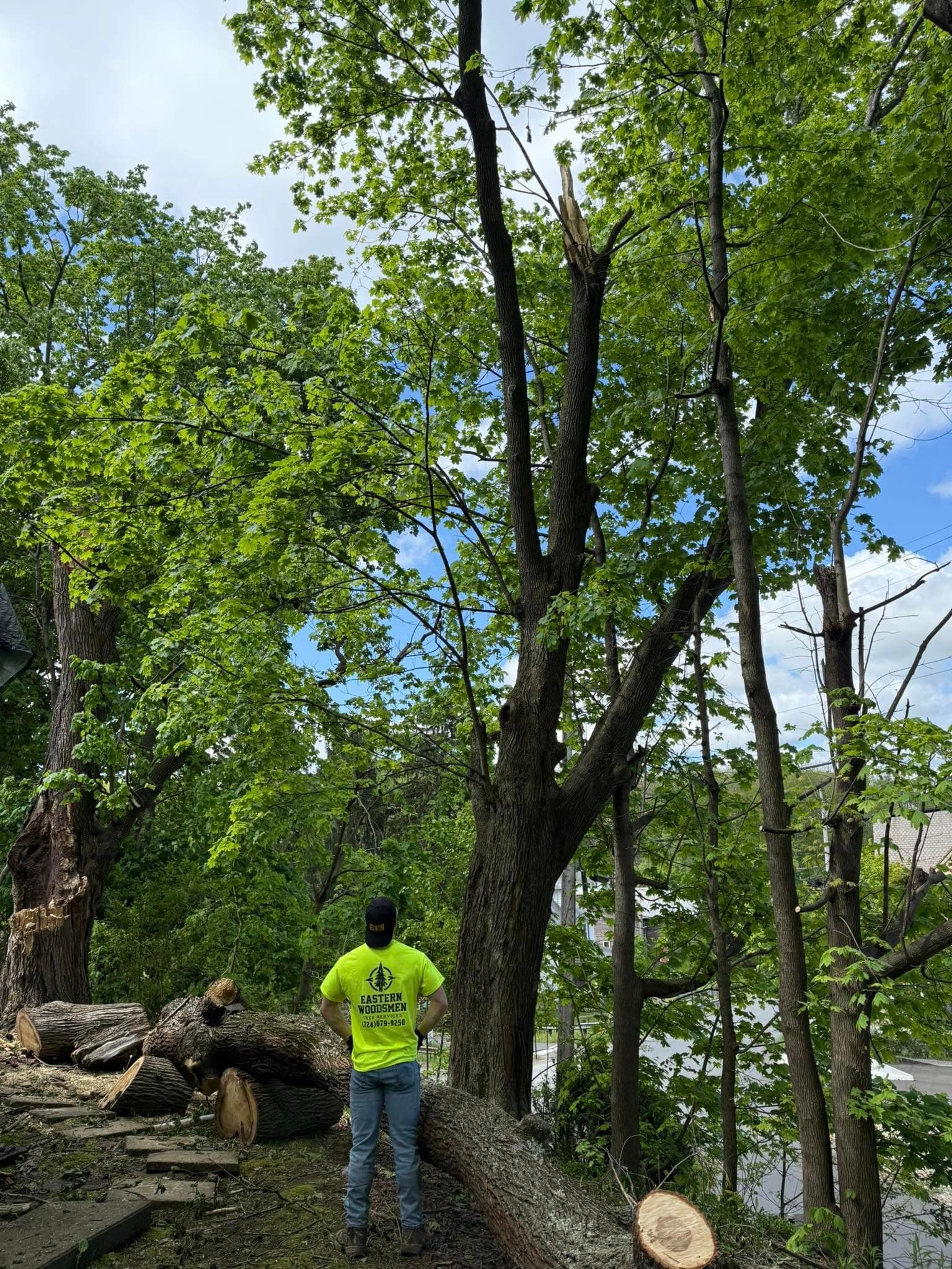 Tree Removal