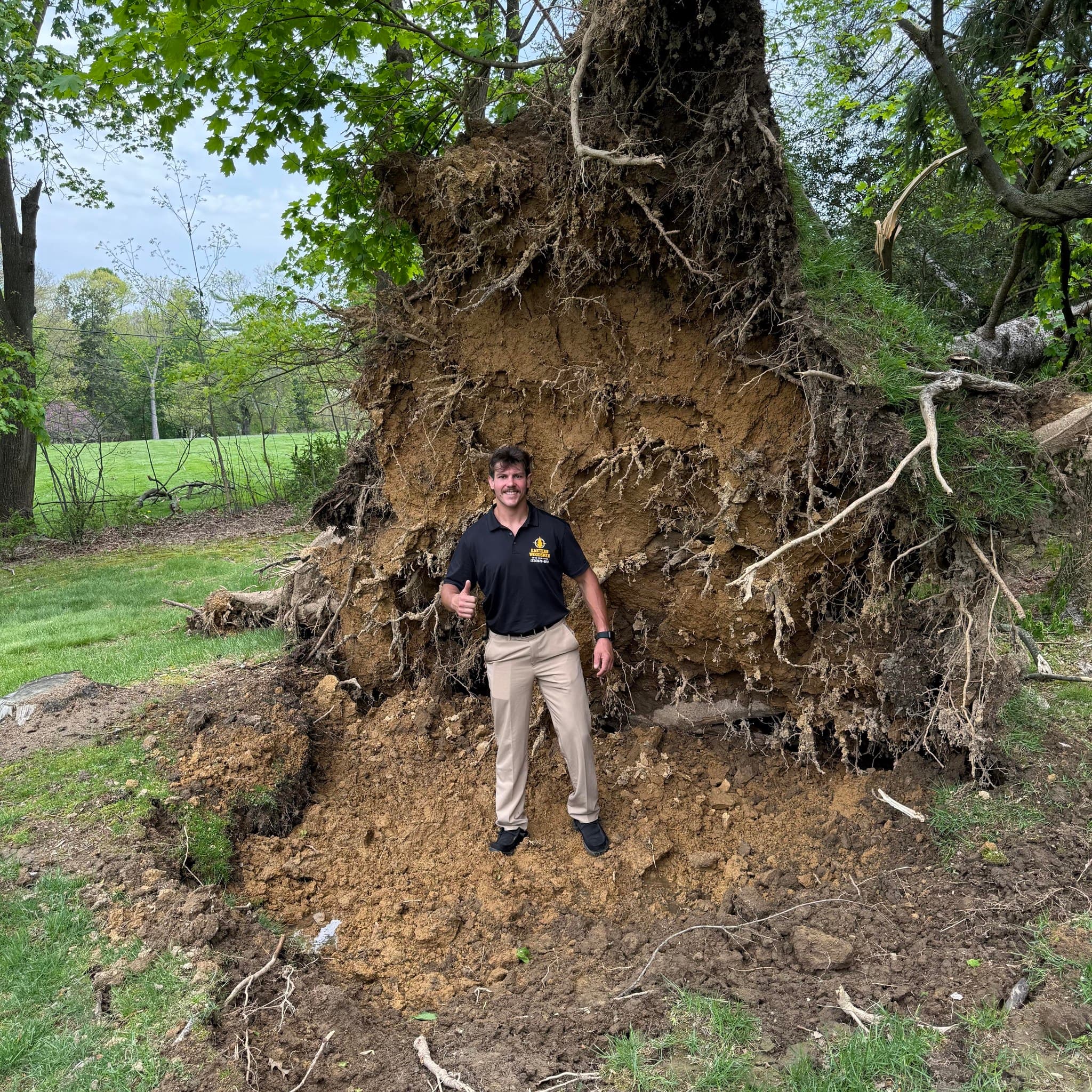 Eastern Woodsmen crew member at the base of a large uprooted tree