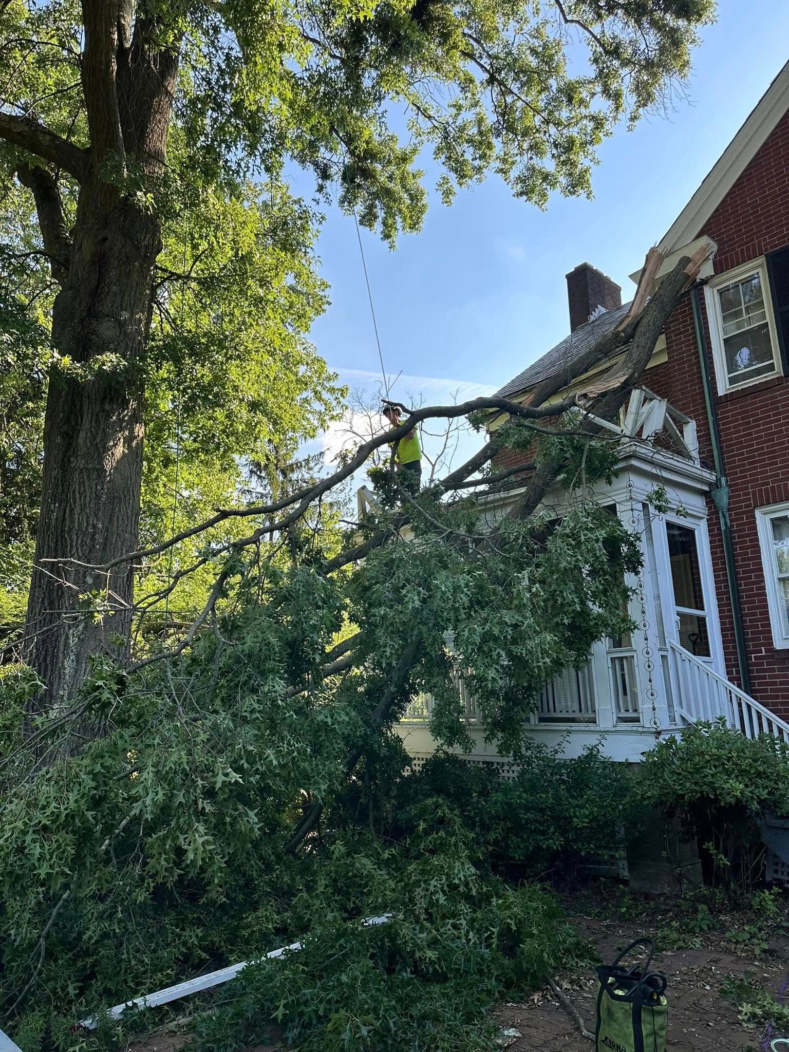 Emergency Tree Service