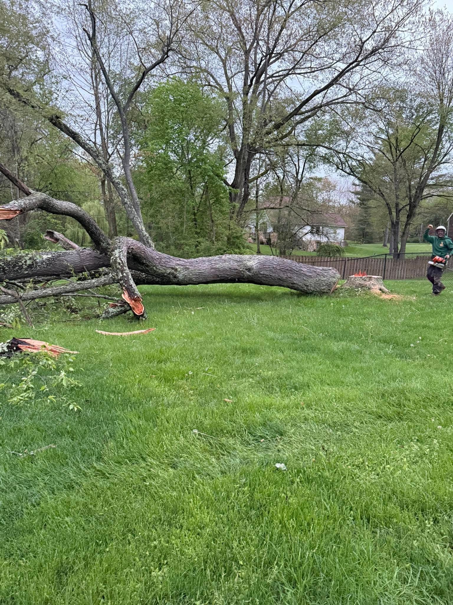 Massive tree fallen across a yard