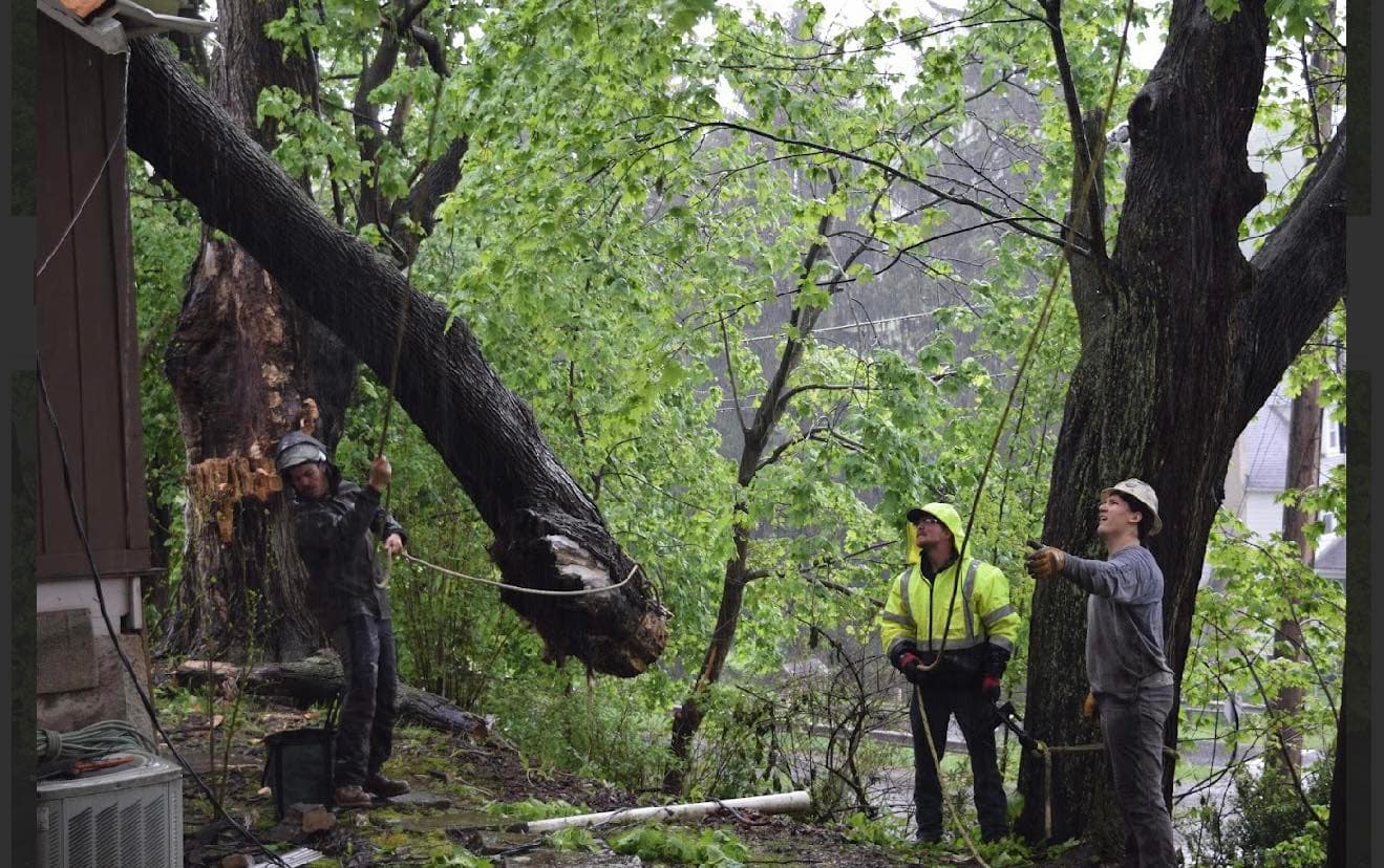 Eastern Woodsmen crew rigging and removing a storm-damaged tree